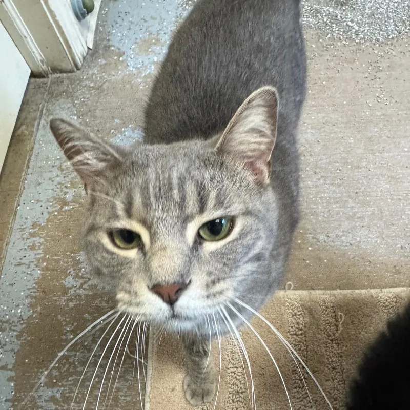 An adult medium-sized male Gray / Blue / Silver Domestic Short Hair cat named Scone for adoption in Pekin, IL