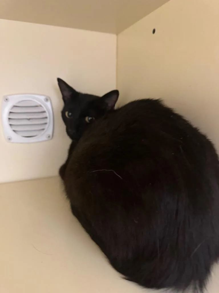 A young medium-sized female Domestic Short Hair cat named Peachy for adoption in Bloomington, IN