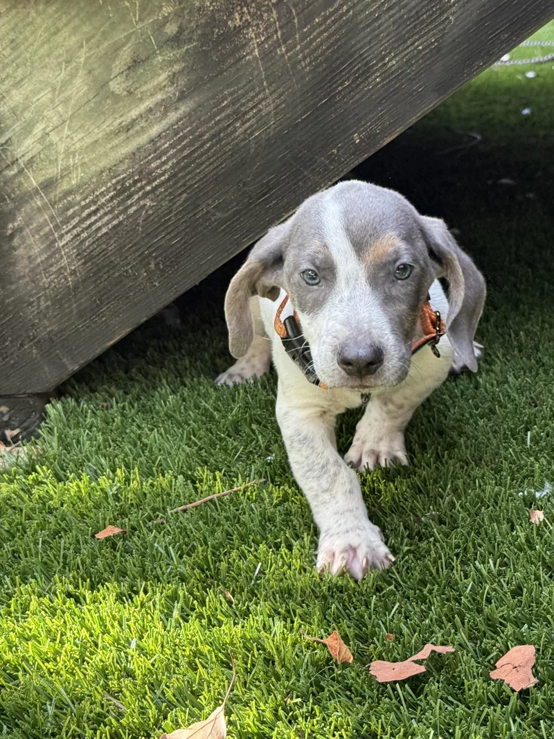A baby medium-sized male Gray / Blue / Silver American Foxhound dog named Asher Woofles for adoption in New Orleans, LA