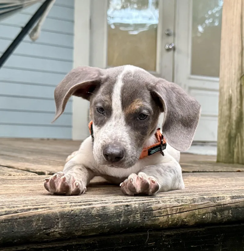 Asher Woofles thumbnail 2