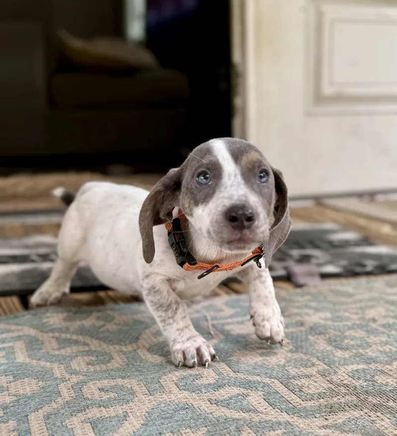 Asher Woofles thumbnail 5