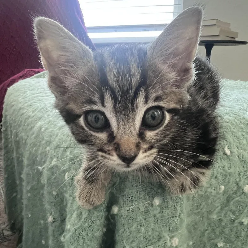 A baby small-sized female Brown / Chocolate Domestic Short Hair cat named Jazz Hands for adoption in Austin, TX