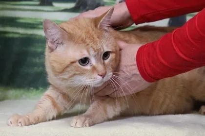 An adult medium-sized male Domestic Short Hair cat named Phoenix for adoption in West Chester, PA
