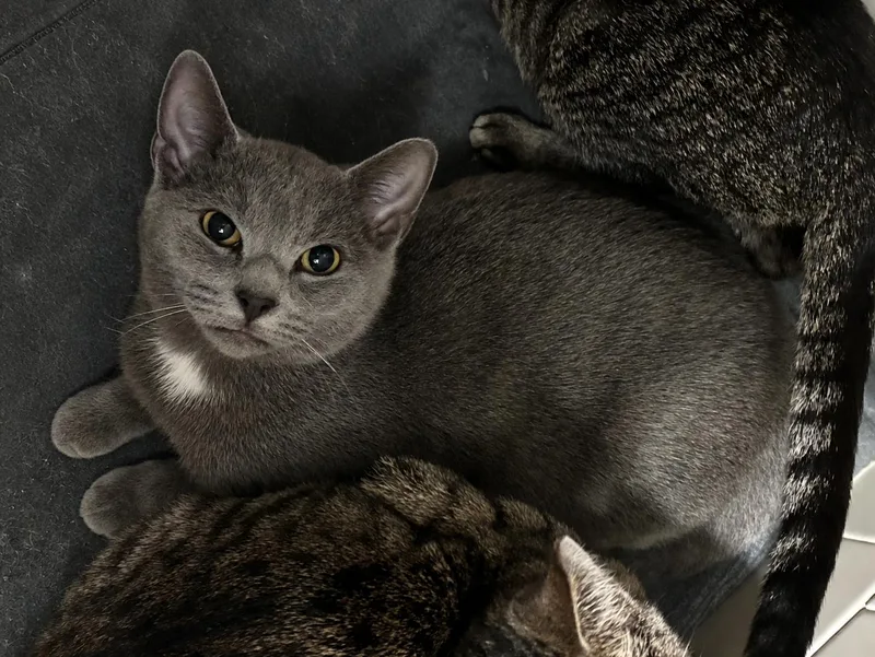 A baby medium-sized male Gray & White Domestic Short Hair cat named Taco Bell for adoption in Nashville, TN