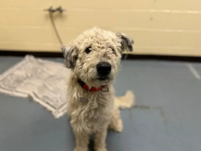 A young large-sized male Poodle dog named Trelawney for adoption in Denver, CO