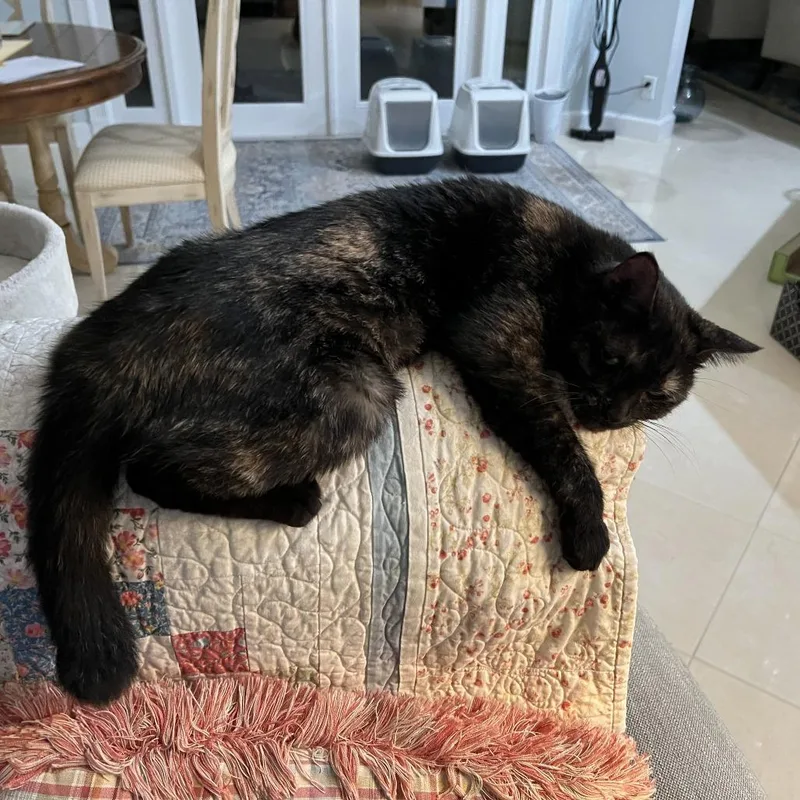 A senior medium-sized female Black Domestic Short Hair cat named Binky for adoption in West Palm Beach, FL