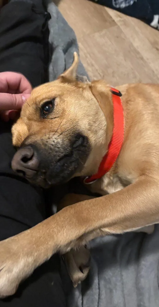 A young medium-sized female Apricot / Beige Shepherd dog named Goldie for adoption in Manhattan, KS