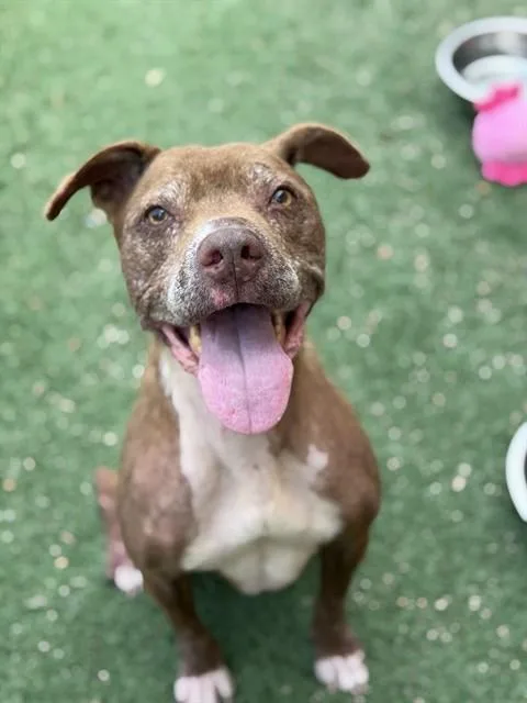 A senior medium-sized female American Staffordshire Terrier dog named Olive for adoption in Sacramento, CA
