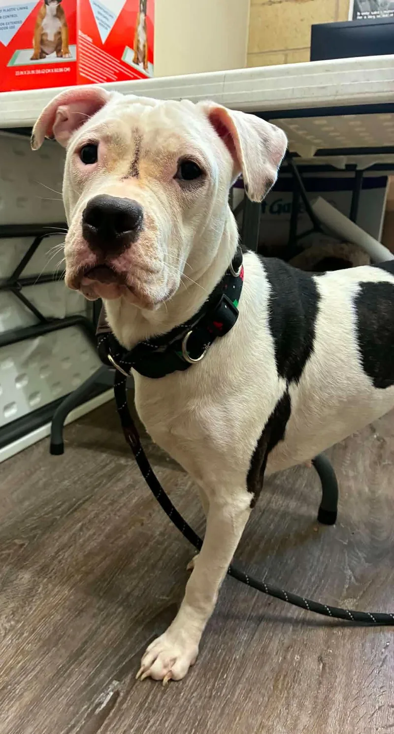 A young large-sized female White / Cream American Bulldog dog named Swoony for adoption in Mansfield, OH