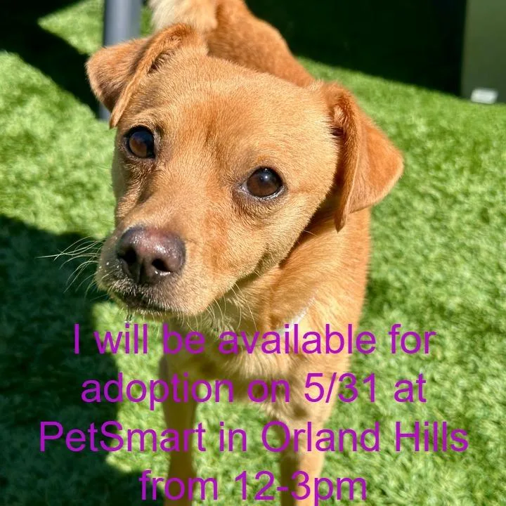 A young small-sized male Brown / Chocolate Chihuahua dog named Mr. Noodle for adoption in Matteson, IL