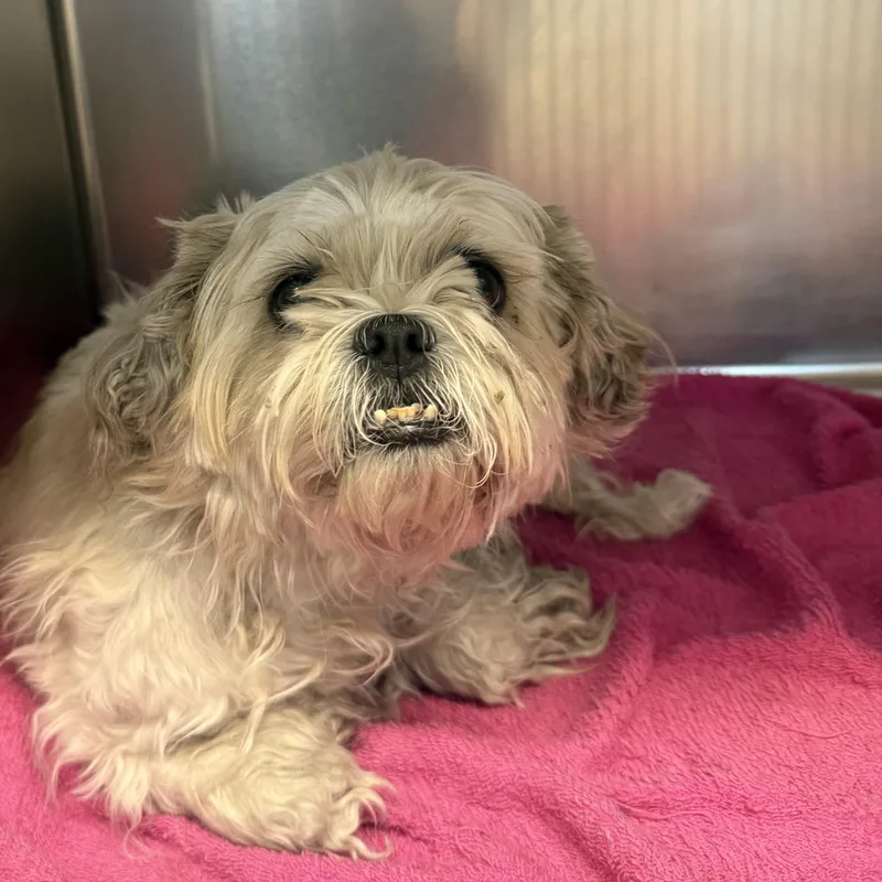 An adult small-sized female Shih Tzu dog named Saydee for adoption in Las Vegas, NV