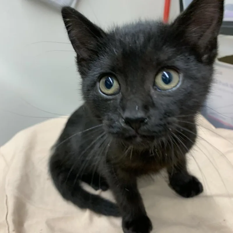 A baby small-sized female Black Domestic Short Hair cat named Miss Mischief for adoption in Morganton, NC