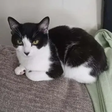 A young medium-sized female Black & White / Tuxedo Domestic Short Hair cat named Ladybug for adoption in Stuart, VA