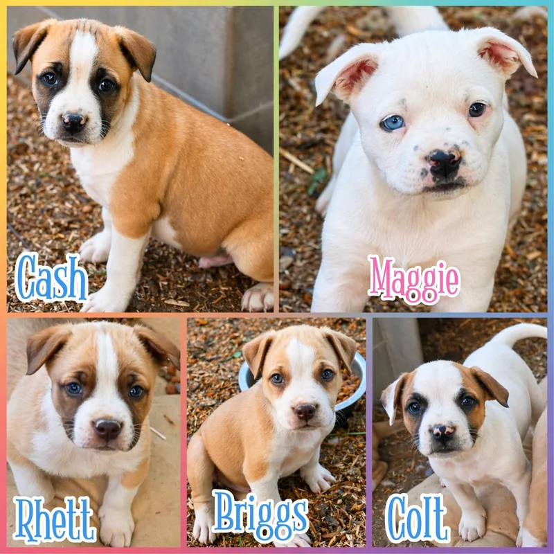 A baby medium-sized male Yellow / Tan / Blond / Fawn Boxer dog named Rhett for adoption in Blacksburg, SC