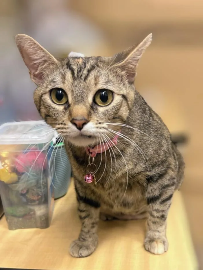 An adult medium-sized female Tabby (Brown / Chocolate) Domestic Short Hair cat named Hira for adoption in Pearland, TX