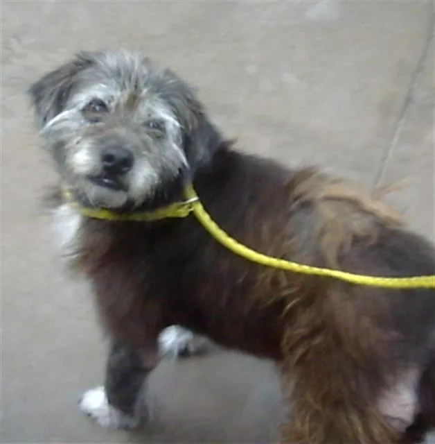 An adult medium-sized male Mixed Breed dog named Toto for adoption in Dallas, TX
