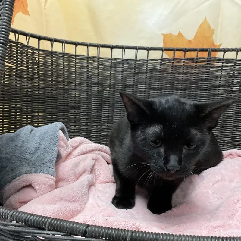 Salem