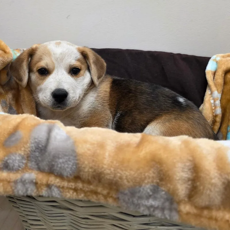 A baby small-sized male Yellow / Tan / Blond / Fawn Australian Cattle Dog / Blue Heeler dog named Crookston for adoption in Chatham, VA