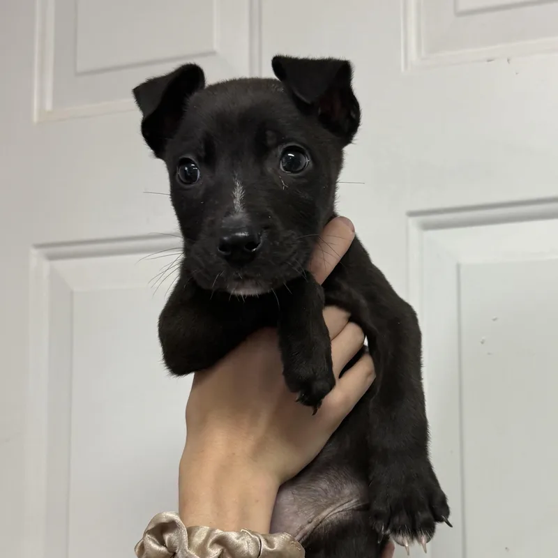 A baby medium-sized female Black Mixed Breed dog named Boston for adoption in Columbia, SC
