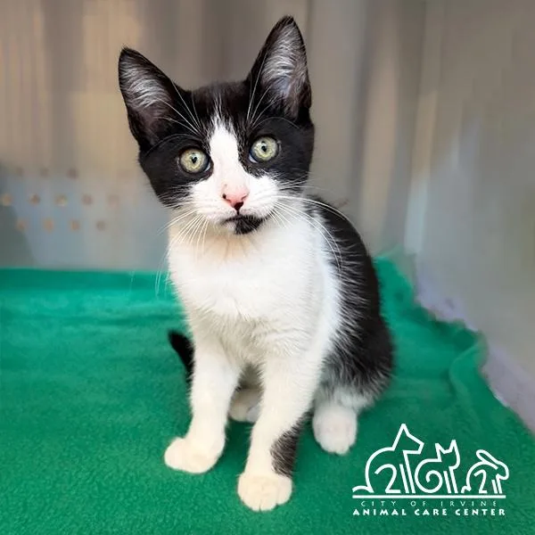 A baby small-sized female Domestic Short Hair cat named Tills for adoption in Irvine, CA