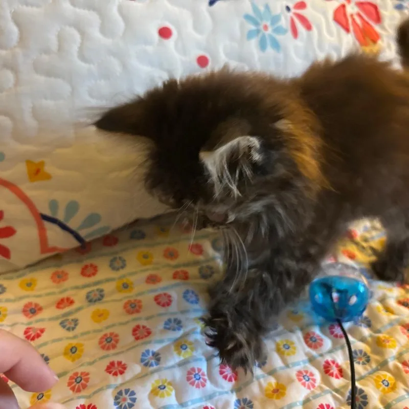 A baby small-sized male Black Domestic Medium Hair cat named Daredevil for adoption in Fredericksburg, TX