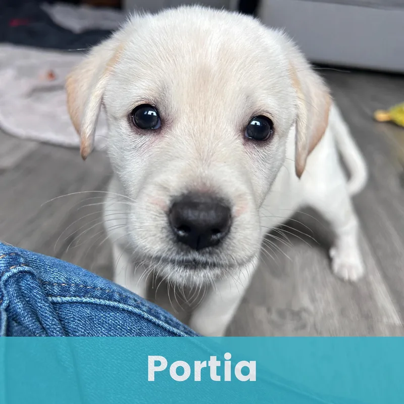 Portia