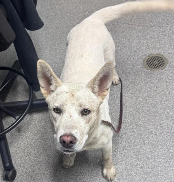 A young medium-sized female German Shepherd Dog dog named Tamarind for adoption in Escondido, CA