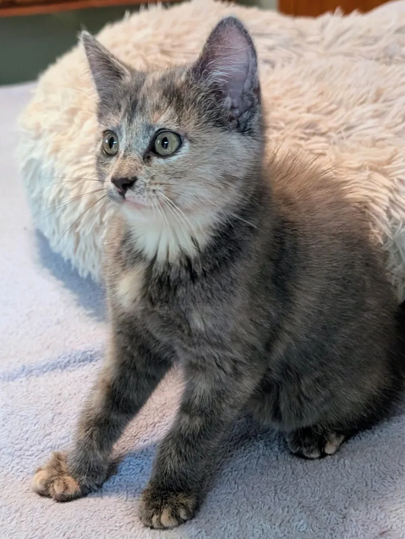 A baby medium-sized female Domestic Short Hair cat named Lillie for adoption in River Falls, WI