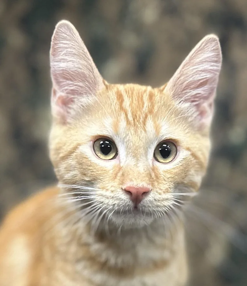 Charisma thumbnail 2