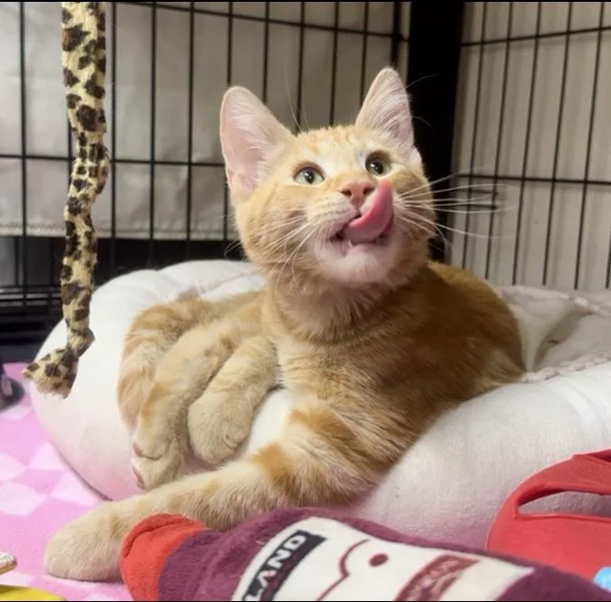 Charisma thumbnail 3