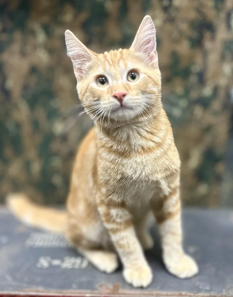 Charisma thumbnail 4