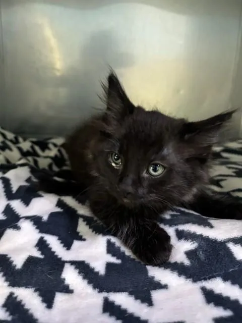 A baby medium-sized male Domestic Medium Hair cat named Billy for adoption in Baldwin Park, CA