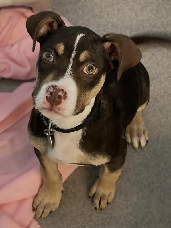 A baby small-sized male Pit Bull Terrier dog named Graham for adoption in Roanoke, VA