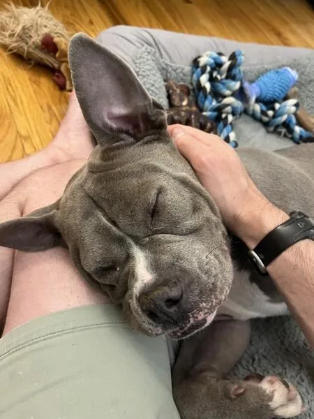 An adult large-sized female Mixed Breed dog named Flower for adoption in New York, NY