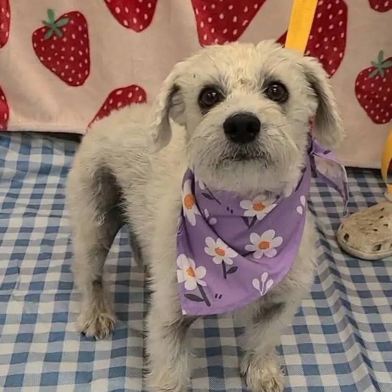 A senior small-sized female White / Cream Poodle dog named Maggie for adoption in Bessemer, AL