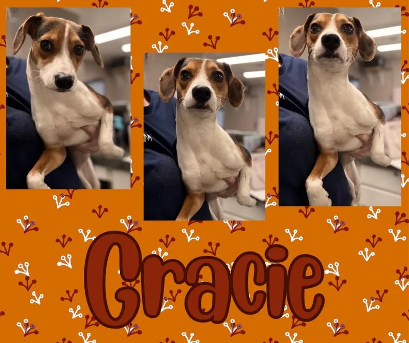 A young medium-sized female Beagle dog named GracieLucy for adoption in Hopkinsville, KY