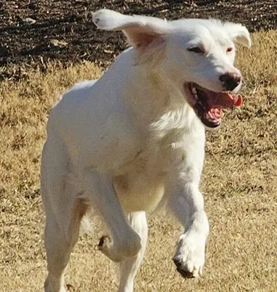 A young medium-sized female White / Cream English Setter dog named Sally for adoption in Boerne, TX