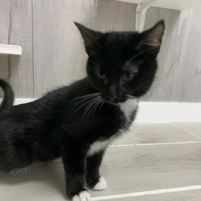 A baby small-sized male Black Domestic Short Hair cat named Peeta for adoption in Franklin, NC