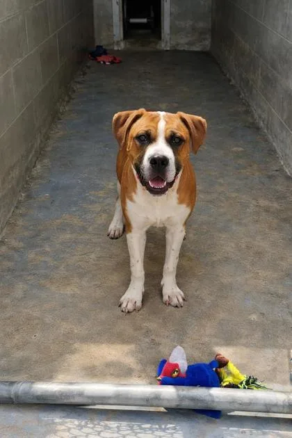 A baby medium-sized male Red / Chestnut / Orange Boxer dog named Moe for adoption in Inverness, FL