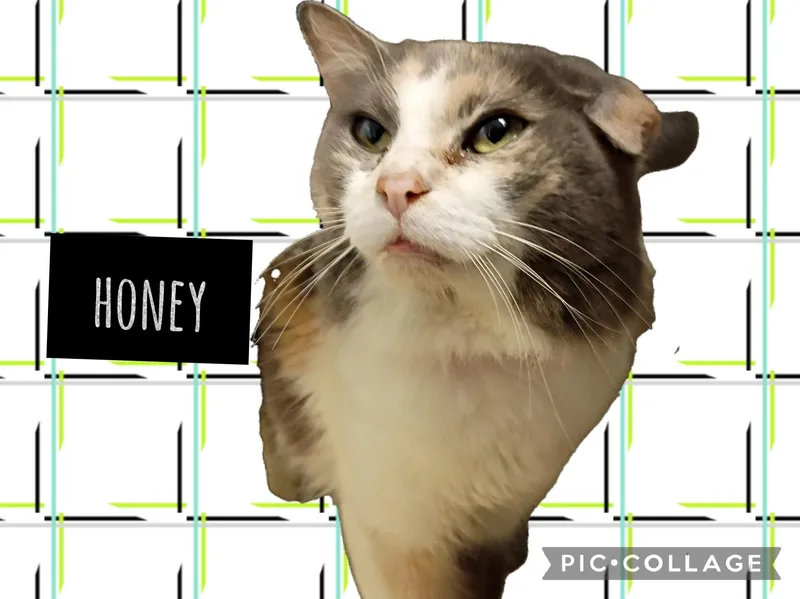 A senior small-sized female Domestic Short Hair cat named Honey for adoption in Muncie, IN