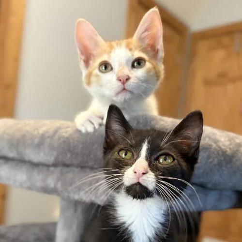 A baby small-sized female Domestic Short Hair cat named Greta for adoption in Knoxville, TN