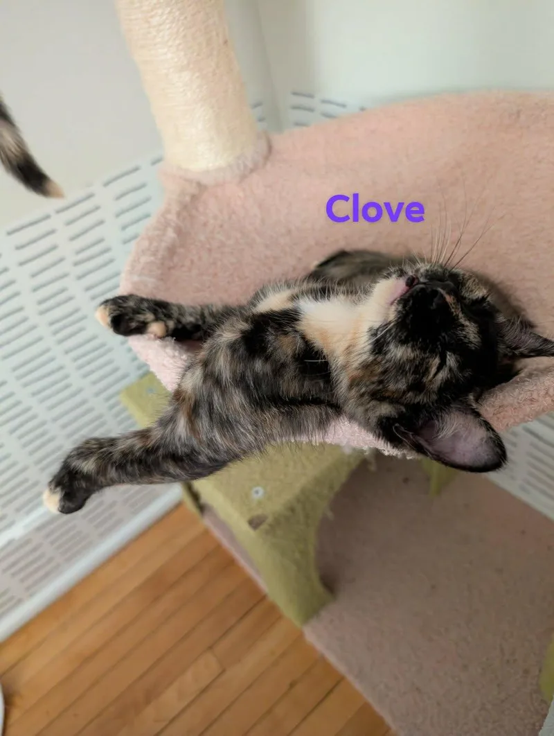 A baby medium-sized female Domestic Short Hair cat named Clove for adoption in Champaign, IL