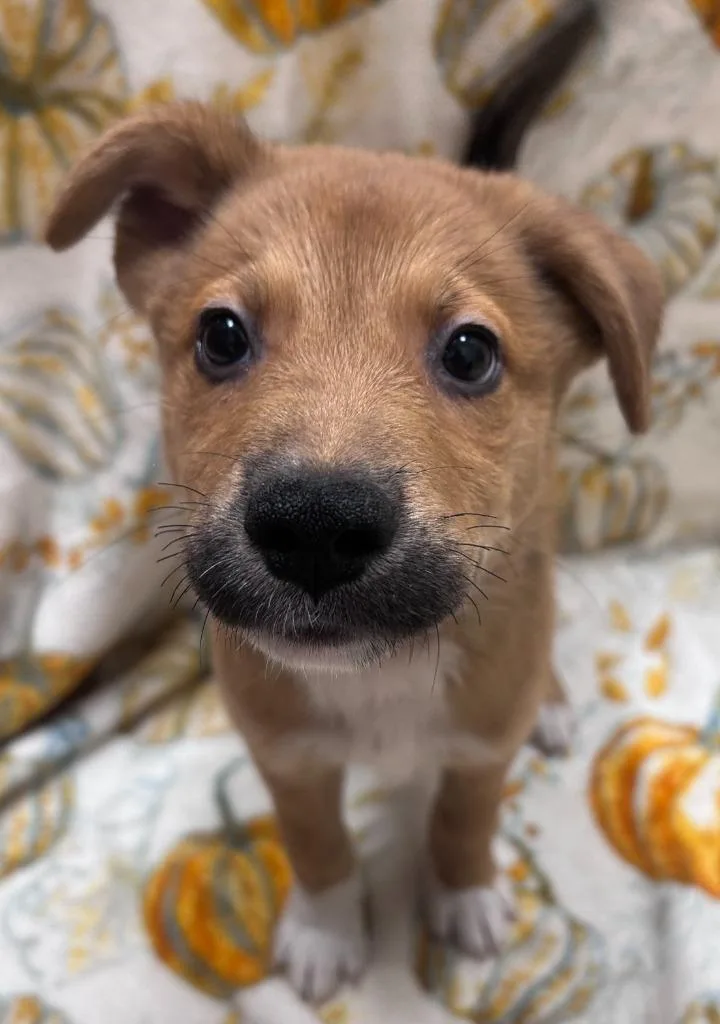 A baby small-sized male Chow Chow dog named Werewolf for adoption in Madison, GA