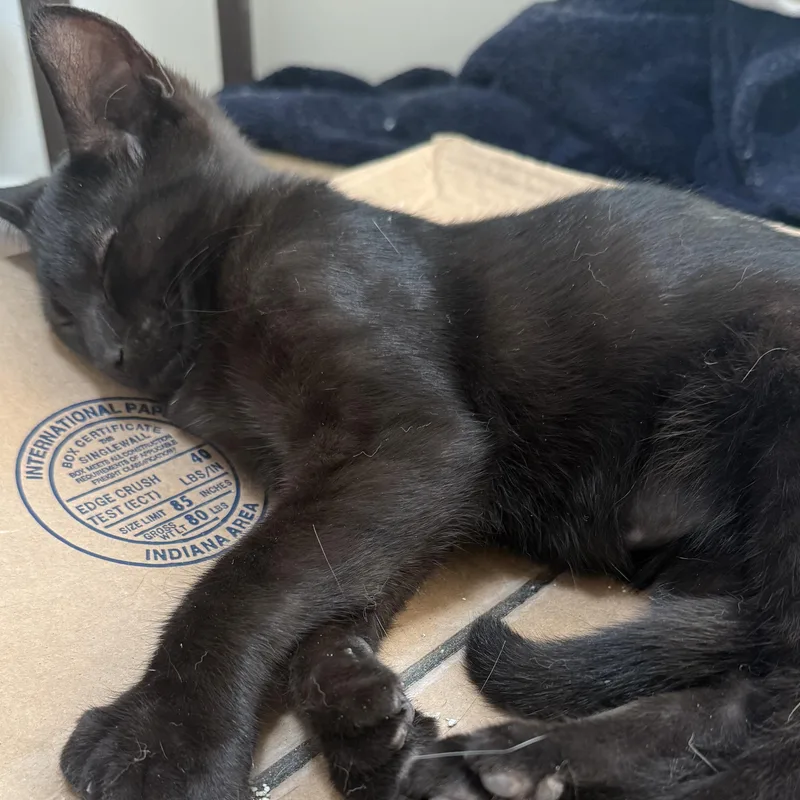 A baby medium-sized male Black Domestic Short Hair cat named Ernest for adoption in Buffalo, NY
