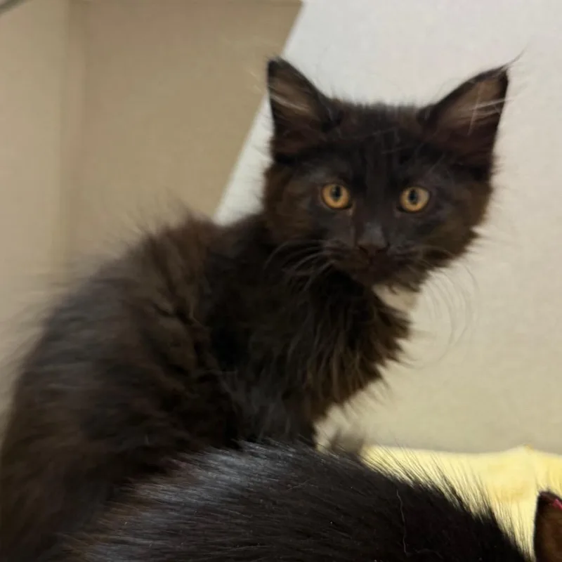 A baby small-sized female Domestic Long Hair cat named Sloppy Joe for adoption in Pittsburgh, PA
