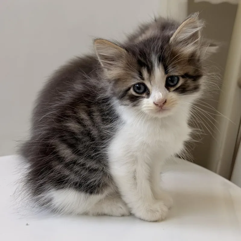 Penelope