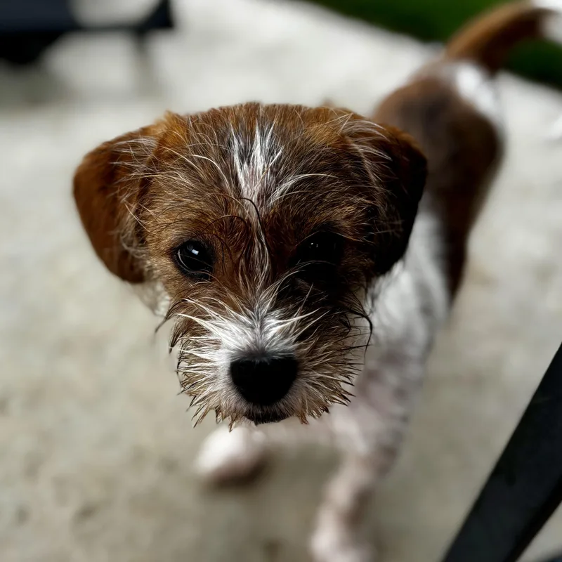 A young small-sized female Shih Tzu dog named Bitsy for adoption in Richmond, VA