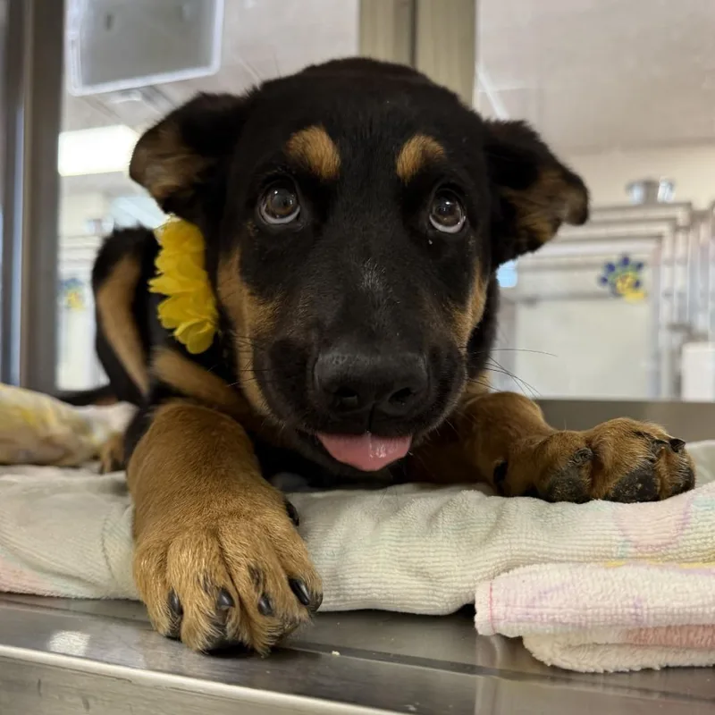 A baby small-sized female Black Mixed Breed dog named Mila for adoption in Las Cruces, NM