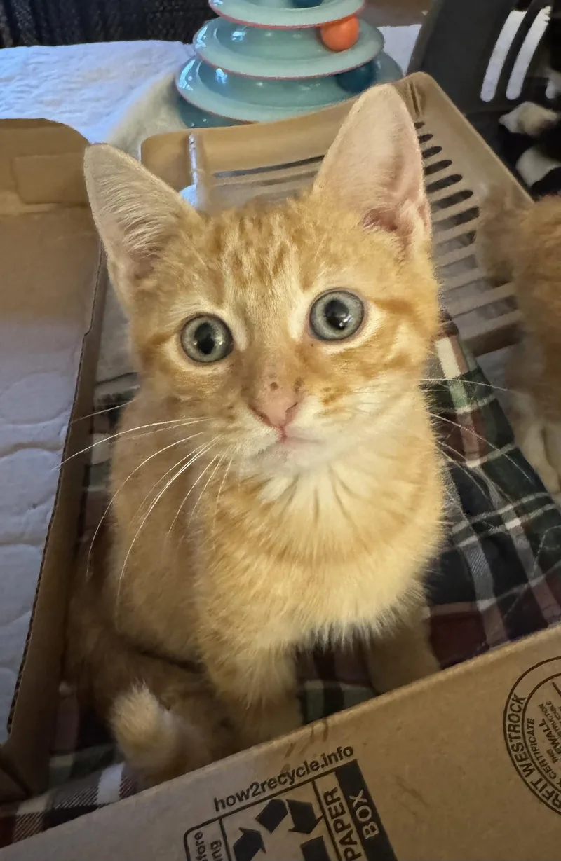 A baby medium-sized male Orange / Red Domestic Short Hair cat named Charlie for adoption in Herndon, VA
