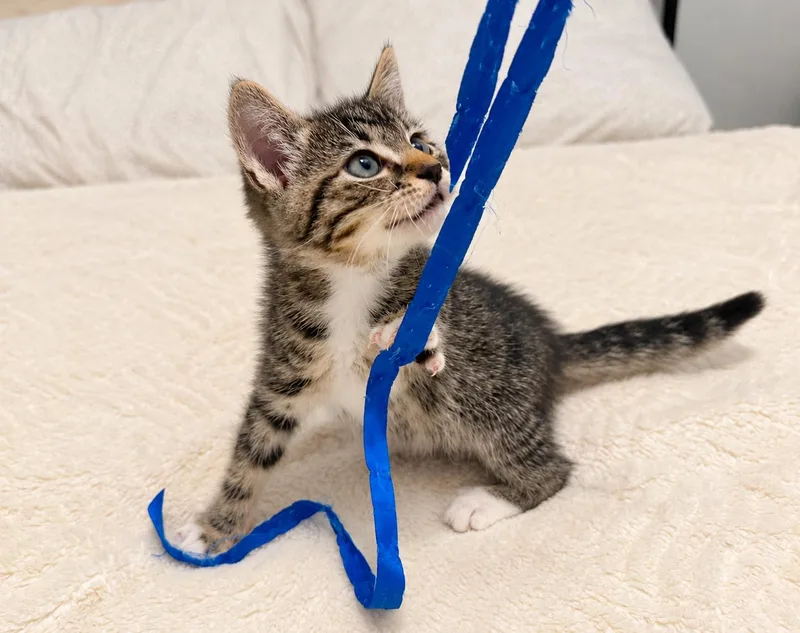 A baby medium-sized male Tabby (Gray / Blue / Silver) Tabby cat named Frodo C for adoption in Fresno, CA
